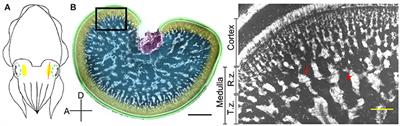 Neural Organization of the Optic Lobe Changes Steadily from Late Embryonic Stage to Adulthood in Cuttlefish Sepia pharaonis